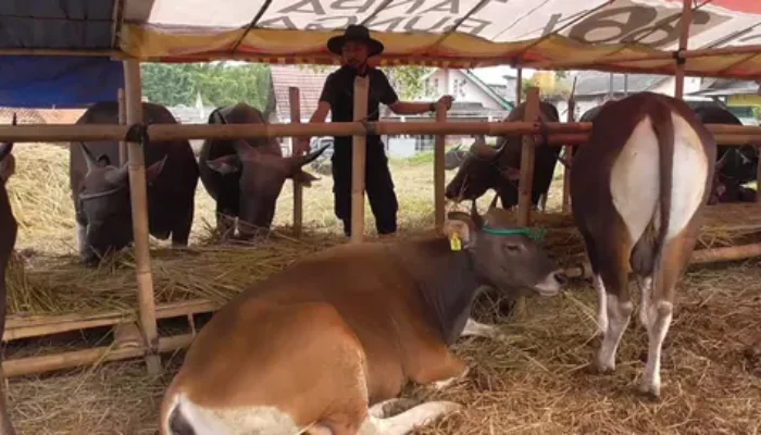 Menjelang Idul Adha, Harga Sapi di Sijunjung Diprediksi Terus Naik