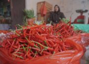 Harga Cabai Merah Anjlok di Padang Panjang, Ini Daftar Komoditas yang Turun