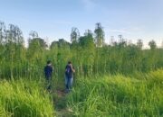 Heboh! Warga Pekanbaru Temukan Ratusan Tanaman Mirip Ganja, Polisi Bilang Bukan