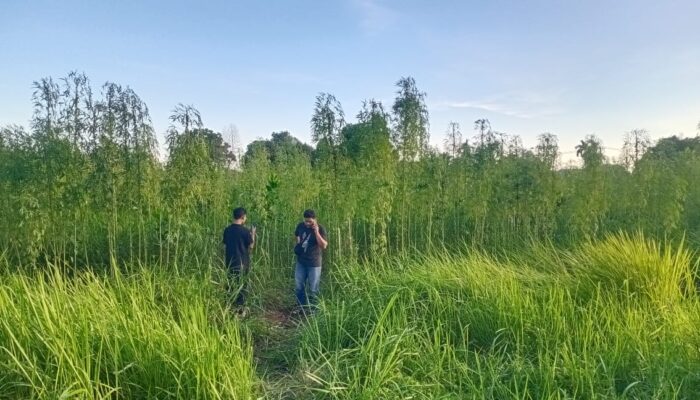 Heboh! Warga Pekanbaru Temukan Ratusan Tanaman Mirip Ganja, Polisi Bilang Bukan