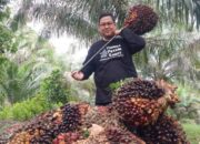 Harga TBS Sawit Mitra Swadaya di Riau Naik, Kelompok Umur 9 Tahun Catat Kenaikan Tertinggi Rp25,59/Kg