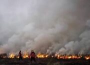 Kemarau Datang Lebih Awal, Riau Diprediksi Hadapi Ancaman Karhutla Lebih Panjang Tahun Ini