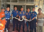 Ular Masuk Kantor NasDem Padang, Damkar Tanggap dalam 3 Menit