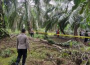 Warga Terkejut Temukan Tulang Belulang di Kebun Sawit, Diduga Kasus Bunuh Diri