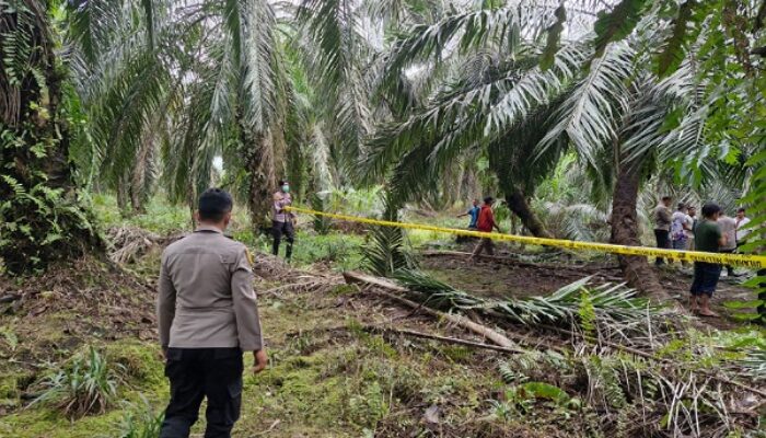 Warga Terkejut Temukan Tulang Belulang di Kebun Sawit, Diduga Kasus Bunuh Diri