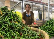 Harga Cabai Hijau Turun, Enam Komoditas Ikut Terkoreksi di Padang Panjang