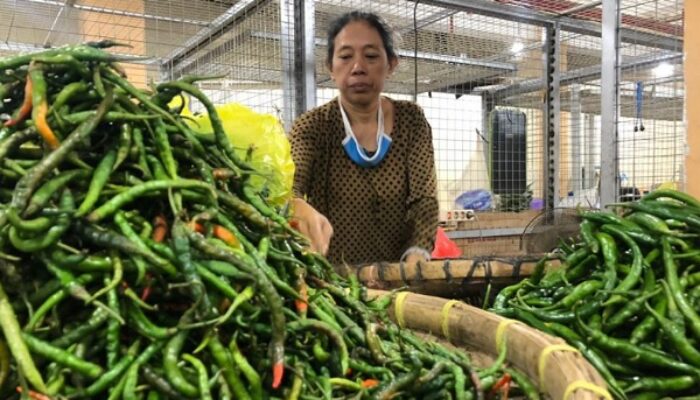 Harga Cabai Hijau Turun, Enam Komoditas Ikut Terkoreksi di Padang Panjang