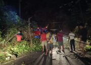 Cuaca Ekstrem Sebabkan Pohon Tumbang di Pasaman, Warga Diminta Waspada