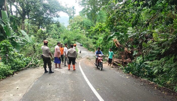 Hujan Deras, Pohon Ambacang Tumbang Tutupi Jalan Sungai Pisang Padang