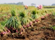 Harga Bawang Merah di Alahan Panjang Turun Drastis, Tertinggi hanya Rp30 Ribu per Kg