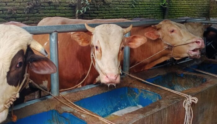 Hewan Ternak di Pasar Palangki Sijunjung Keluhkan Lesunya Daya Beli