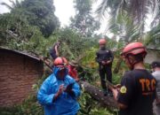 Angin Kencang di Belimbing, Pohon Bacang Tumbang Timpa Rumah Warga
