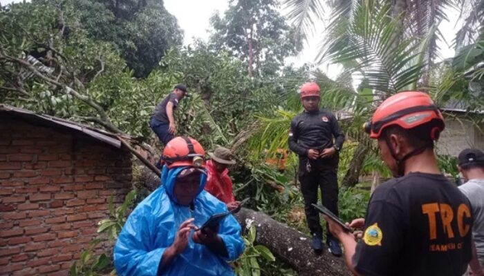 Angin Kencang di Belimbing, Pohon Bacang Tumbang Timpa Rumah Warga