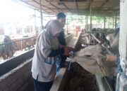 Ribuan Hewan Kurban di Kota Padang Jalani Pemeriksaan Kesehatan Jelang Idul Adha