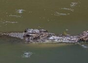 Menyeberang Kanal, Seorang Pria Diterkam Buaya di Pasaman Barat