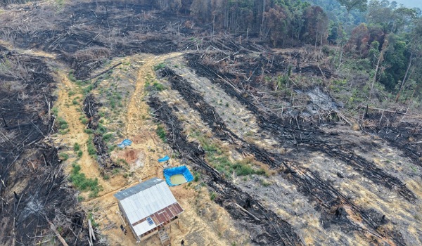 Inilah lahan yang terbakar di Rokan Hulu.(ist)