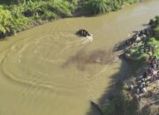 Korban Terkaman Buaya di Pasaman Barat Belum Ditemukan, Tim SAR Lanjutkan Pencarian Besok