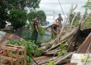 Hujan Deras dan Angin Kencang di Padang, Pohon Tumbang Hambat Lalu Lintas