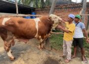 Sapi Peternak Lokal Padang Pariaman Diusulkan Jadi Hewan Kurban Presiden