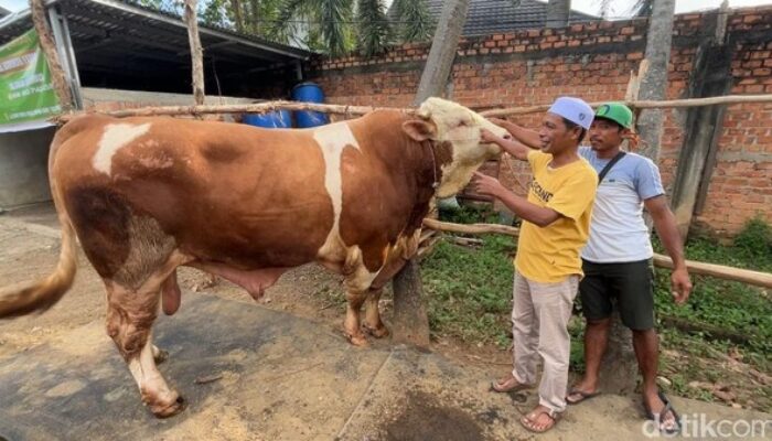 Pemkot Solok Siapkan Juru Sembelih Bersertifikat untuk Kurban Bantuan Presiden