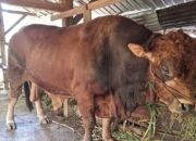Sapi Kurban Seberat 820 Kilogram dari Presiden Prabowo Disembelih di Padang
