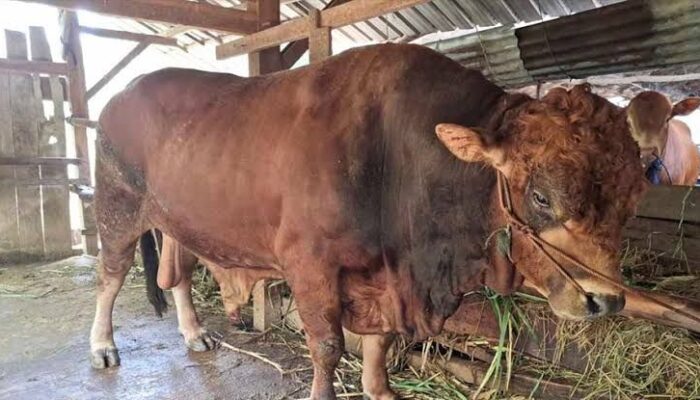 Sapi Kurban Seberat 820 Kilogram dari Presiden Prabowo Disembelih di Padang