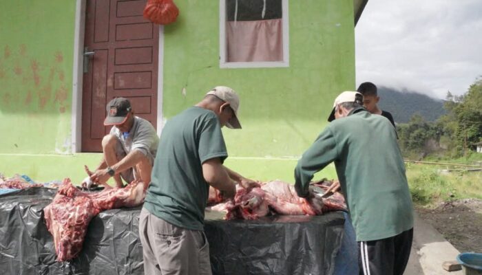Sapi Kurban Bantuan Indojalito Peduli Disalurkan ke Warga Pasar Usang Padang Panjang