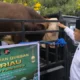 Kapolda Riau Irjen Pol Herry Heryawan secara simbolis melepas hewan kurban di Mapolda Riau, Jumat (6/6/2025). Sebanyak 142 hewan kurban disalurkan ke berbagai masjid dan pesantren. (ist)