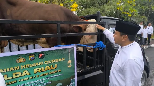 Kapolda Riau Irjen Pol Herry Heryawan secara simbolis melepas hewan kurban di Mapolda Riau, Jumat (6/6/2025). Sebanyak 142 hewan kurban disalurkan ke berbagai masjid dan pesantren. (ist)