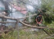 Cuaca Ekstrem Terjang Padang, Pohon Tumbang dan Banjir Landa Enam Kecamatan