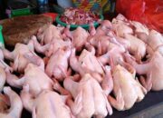 Awal Juni 2025, Harga Daging Ayam Broiler Turun Drastis di Padang Panjang
