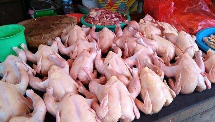 Awal Juni 2025, Harga Daging Ayam Broiler Turun Drastis di Padang Panjang