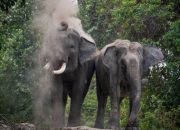 Gubernur Riau Berikan KTP untuk Gajah Domang dan Tari di HUT Bhayangkara 79