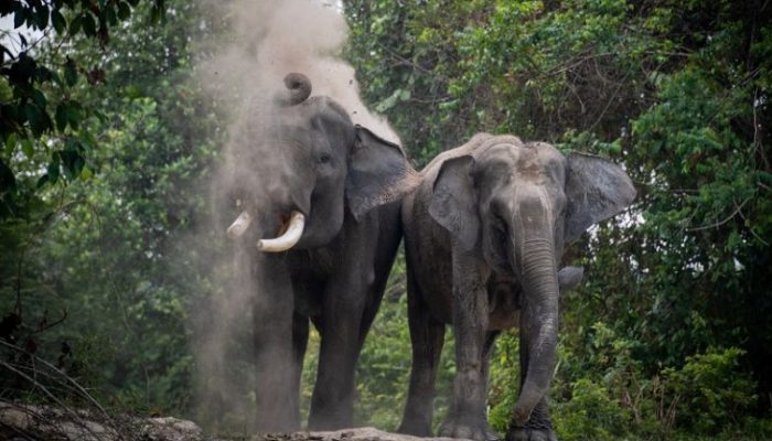 Gubernur Riau Berikan KTP untuk Gajah Domang dan Tari di HUT Bhayangkara 79