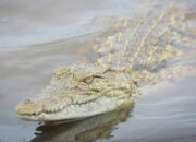 Niat Mencari Udang di Sungai Rokan, Nelayan di Rohil Hilang Diterkam Buaya 
