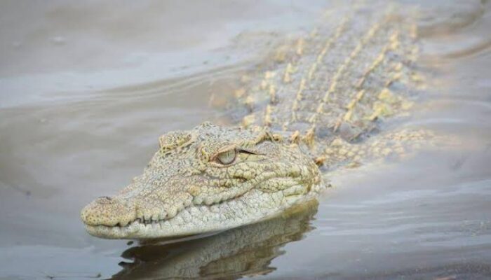 Niat Mencari Udang di Sungai Rokan, Nelayan di Rohil Hilang Diterkam Buaya 