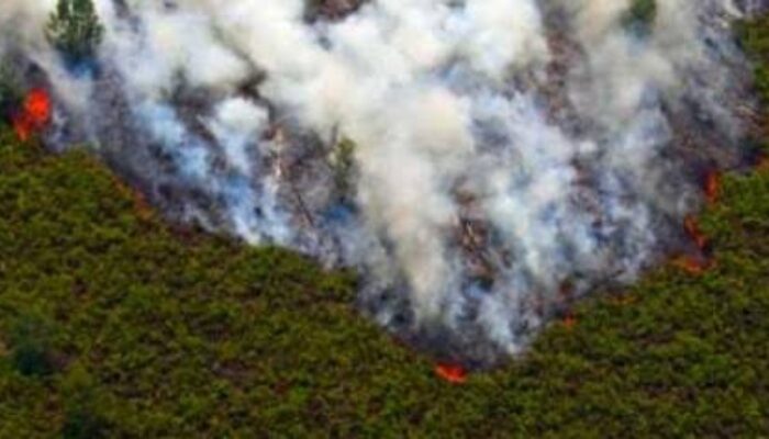 Karhutla Meluas di Desa Tanjung Peranap Masuk Hari ke-11, 50 Hektare Lahan Terbakar