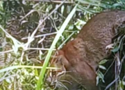 Kucing Emas Terjerat Perangkap Babi di Perkebunan Warga Pasaman
