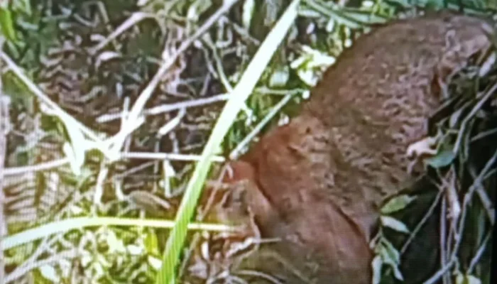 Kucing Emas Terjerat Perangkap Babi di Perkebunan Warga Pasaman
