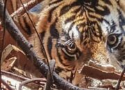 Pekerja Akasia Diserang Harimau di Pelalawan, BBKSDA Riau Kirim Tim Mitigasi