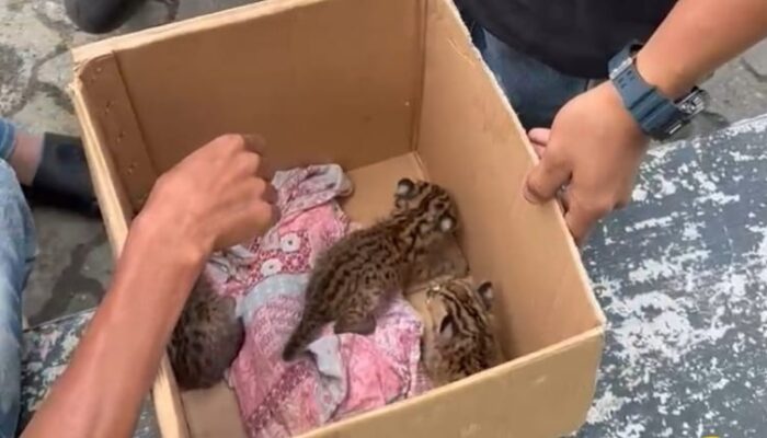 Kasus Perdagangan Satwa Liar di MTQ Pekanbaru, Polisi Tetapkan Satu Tersangka