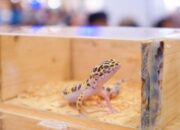 Leopard Gecko hingga Bearded Dragon Curi Perhatian di Pets Day Out 2025 Pekanbaru
