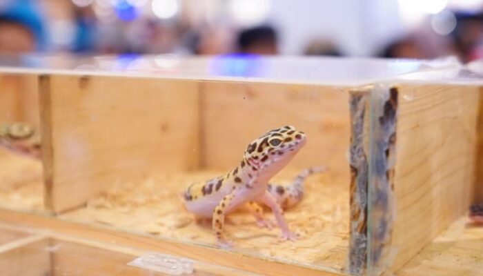 Leopard Gecko hingga Bearded Dragon Curi Perhatian di Pets Day Out 2025 Pekanbaru