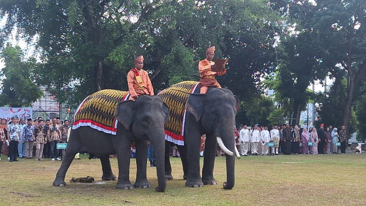 Vera dan Jopi, Gajah Sumatera yang Jadi Bintang Upacara Kemerdekaan di Riau. (ist)