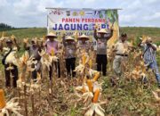 Panen Perdana Jagung di Desa Gunung Mulya, Sinergi Polsek Kampar Kiri & PT. Adi Mulya Agro Lestari