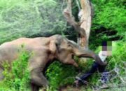Naas! Perempuan 38 Tahun di Bengkalis Tewas Diinjak Gajah Liar Saat Beristirahat