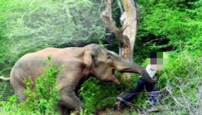 Naas! Perempuan 38 Tahun di Bengkalis Tewas Diinjak Gajah Liar Saat Beristirahat