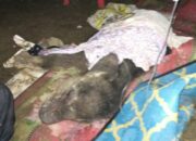 BKSDA Riau Konfirmasi Meninggal Gajah Yuni Karena pneumonia