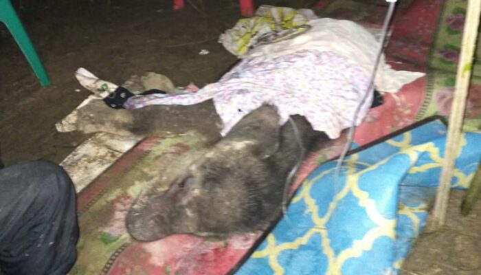 BKSDA Riau Konfirmasi Meninggal Gajah Yuni Karena pneumonia