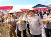 Bupati Pelalawan dan Kapolda Riau Sukses Panen Raya, Hasilkan 15 Ton Jagung